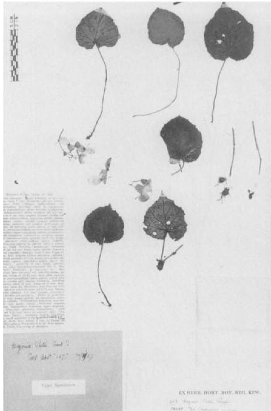B. putii